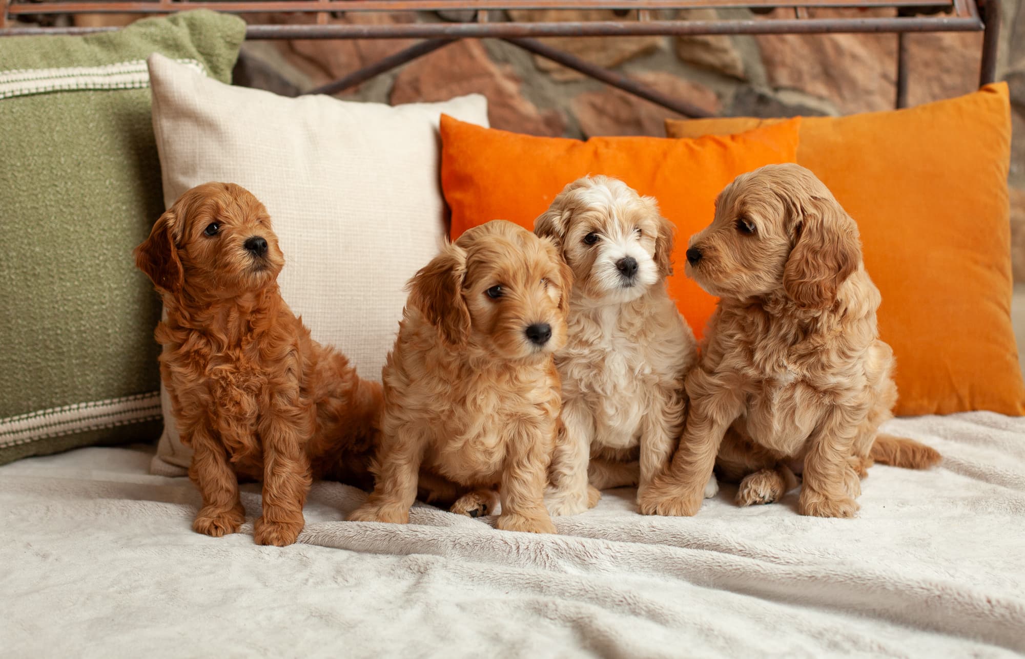 All the puppies sitting together