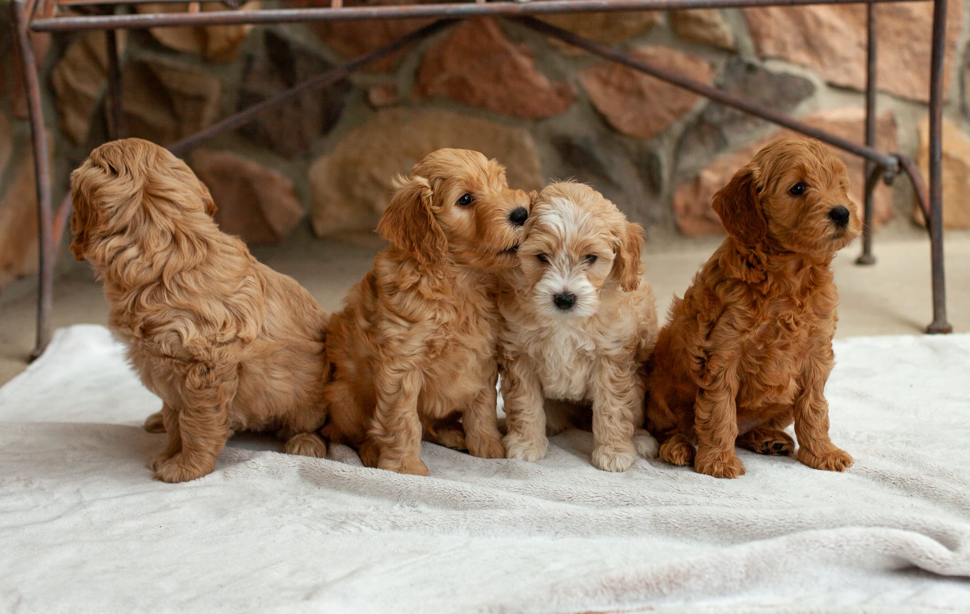 All the puppies sitting together