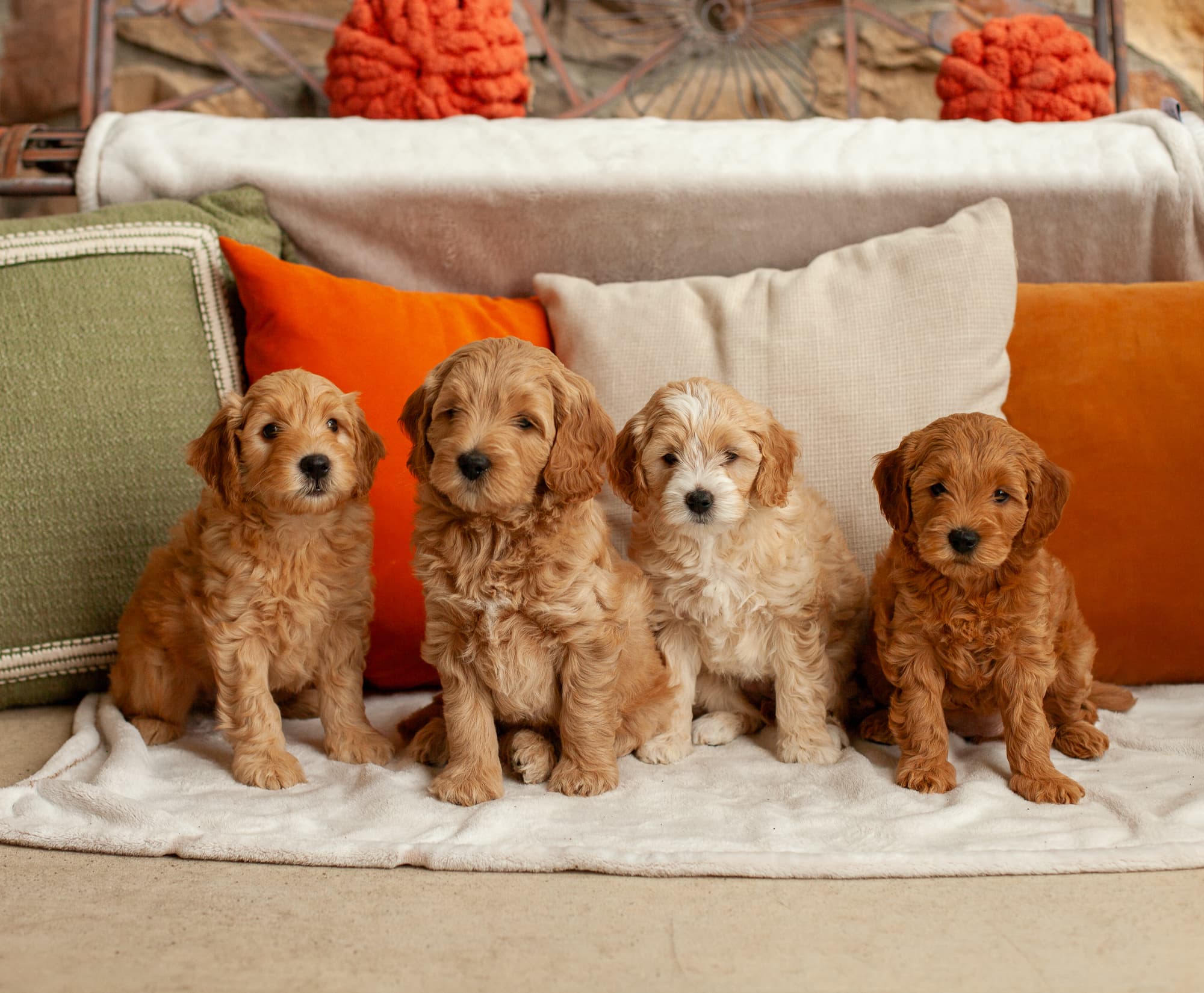 All four Doodle Den puppies posing in front of pillows