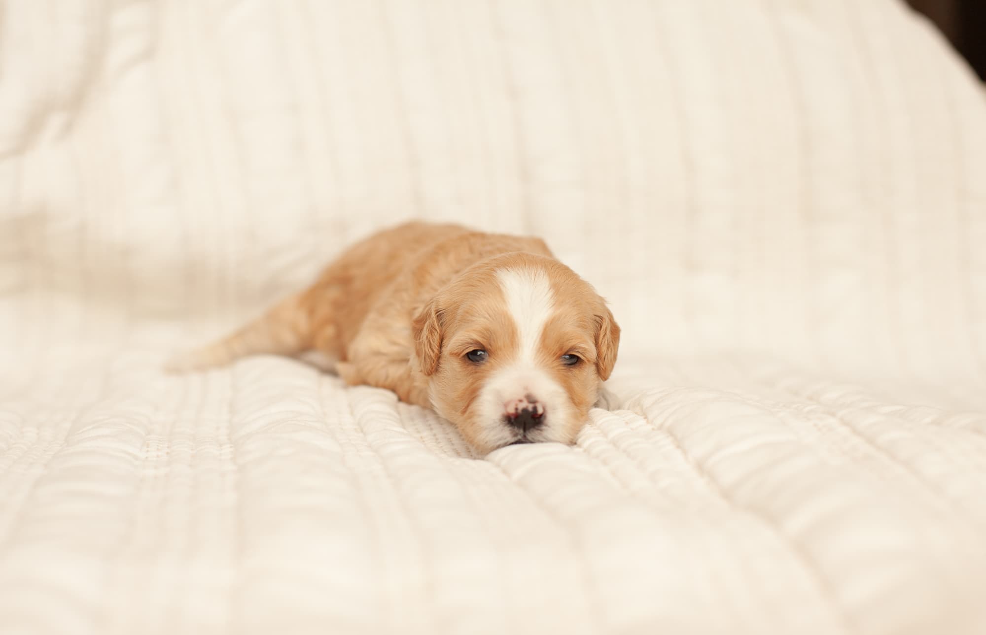 Buttercup resting