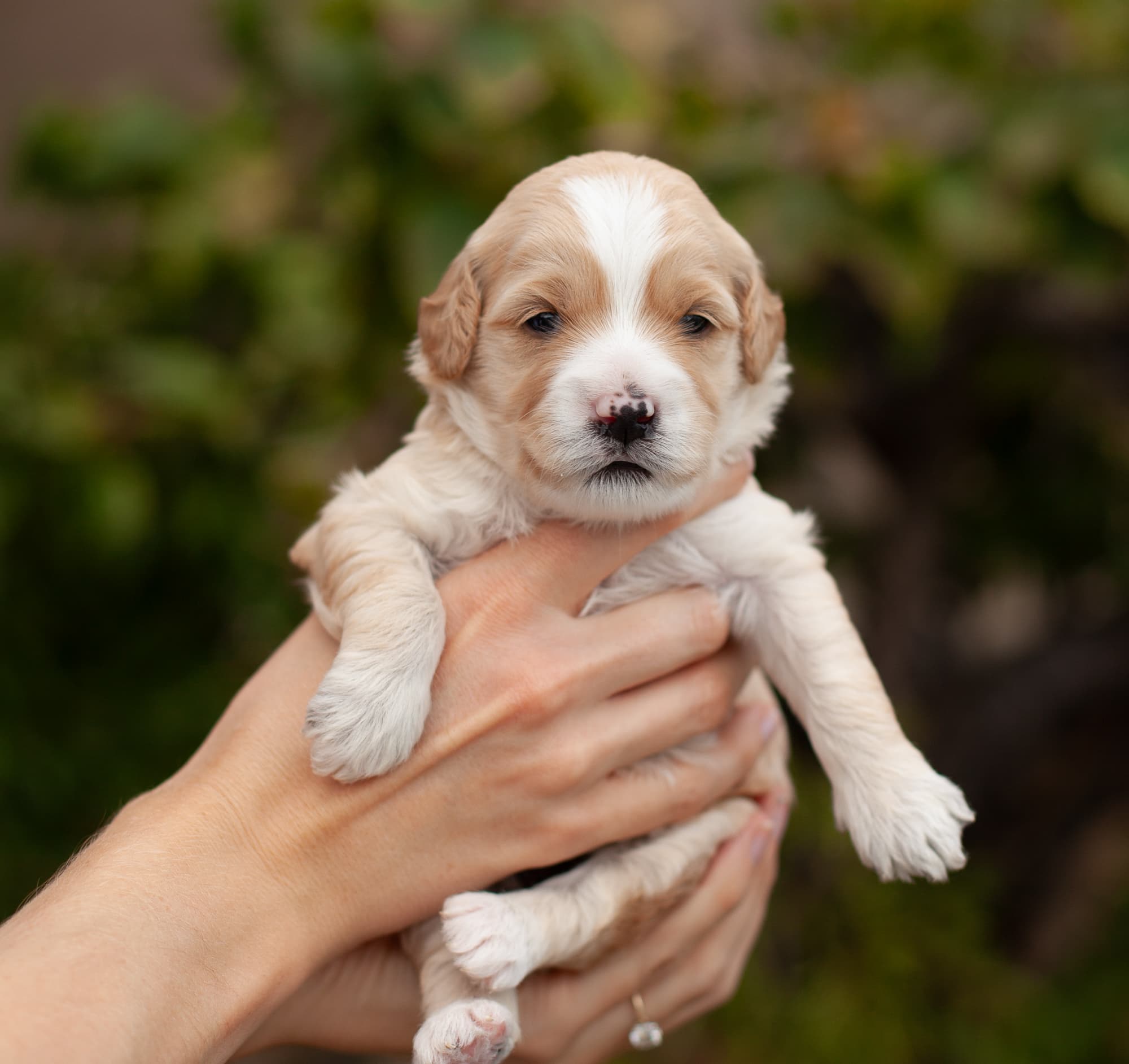 Reeses being held