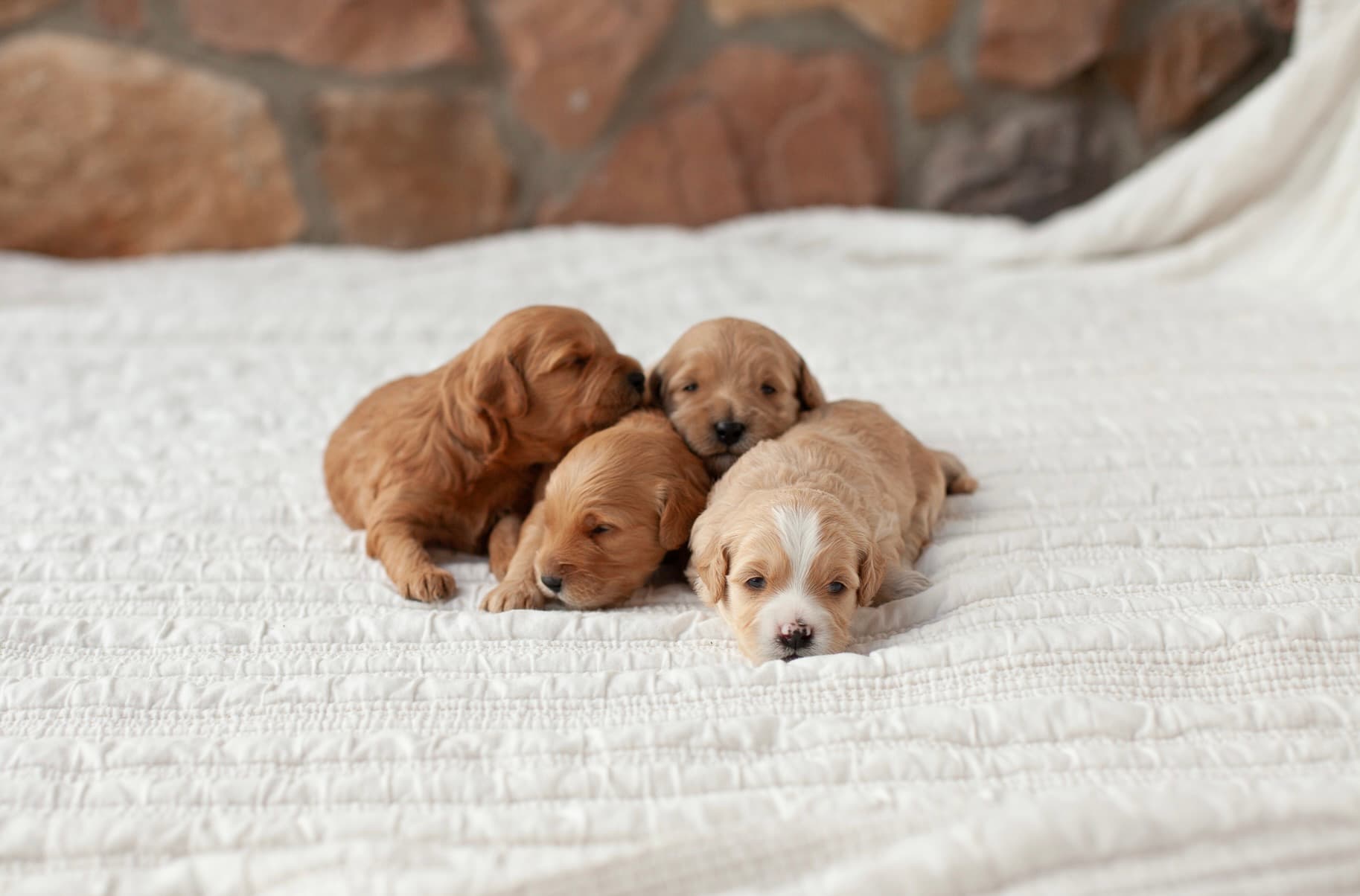 Dogpile with Snickers facing the camera