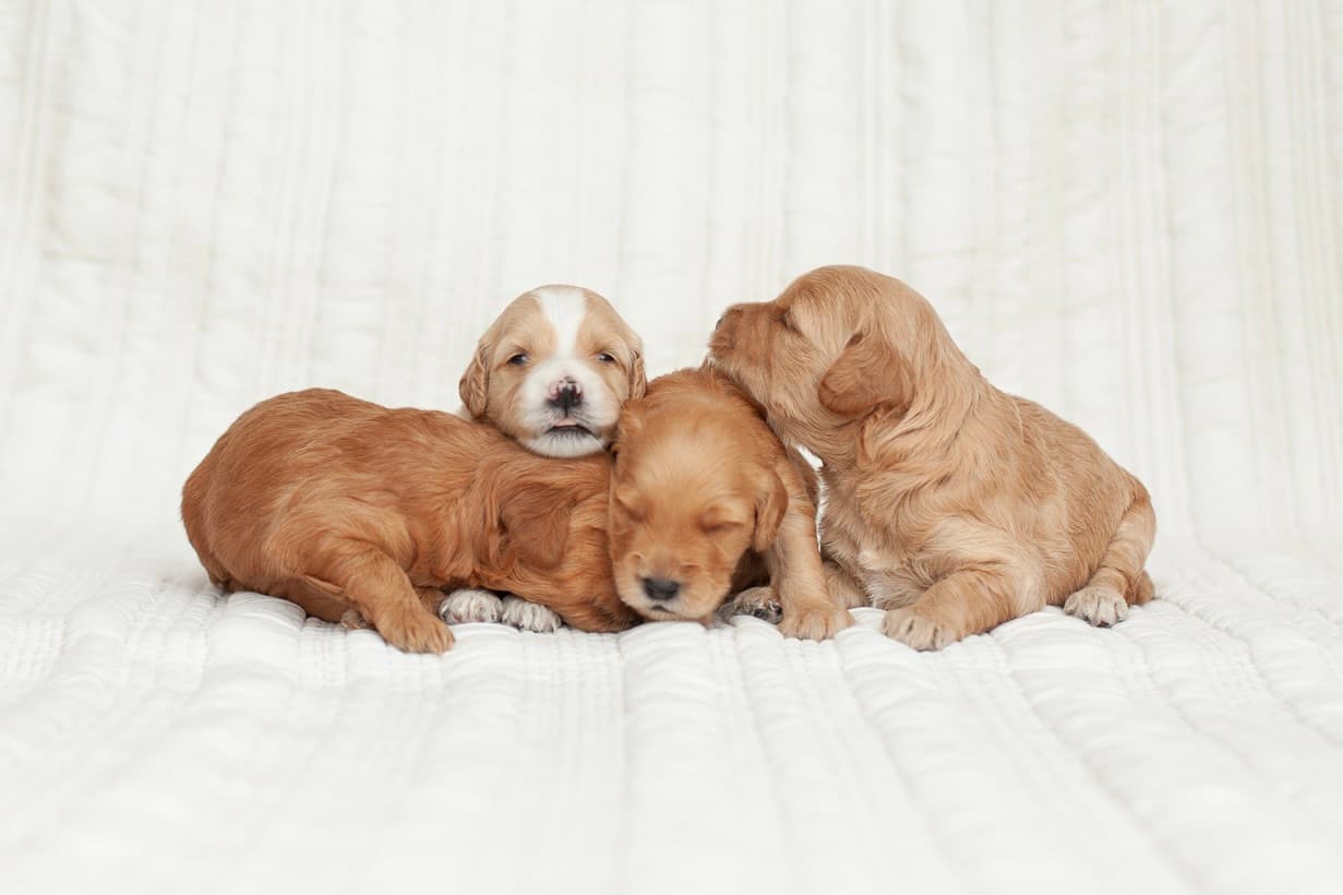 Dogpile with Buttercup facing the camera