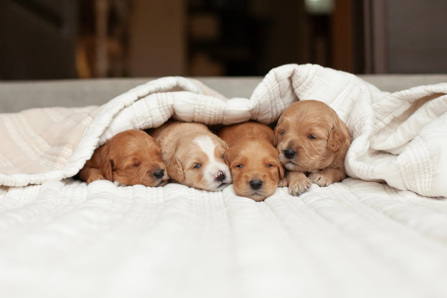 The litter snuggling together