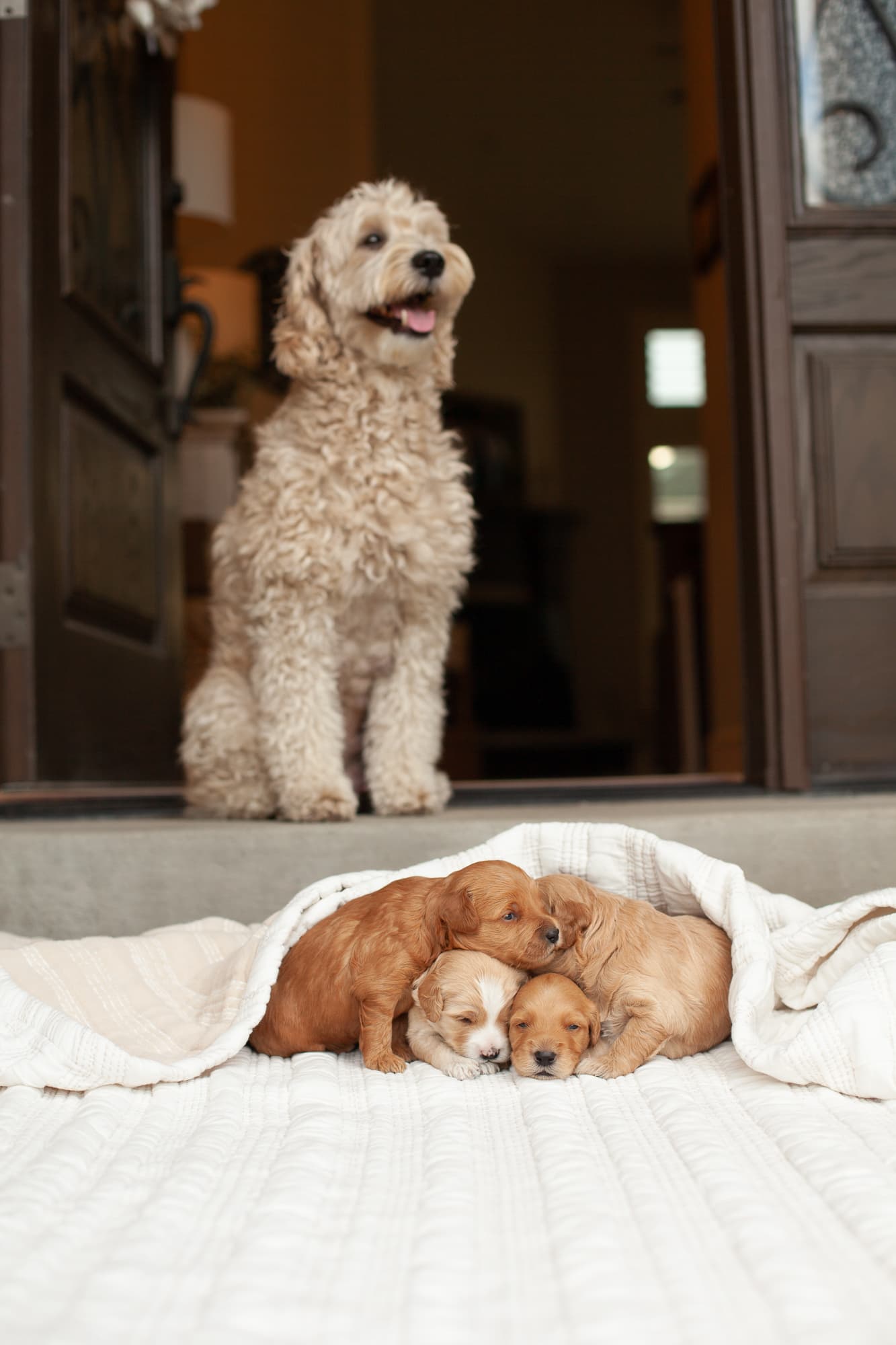 Goldendoodle puppies resting together with their mother behind them