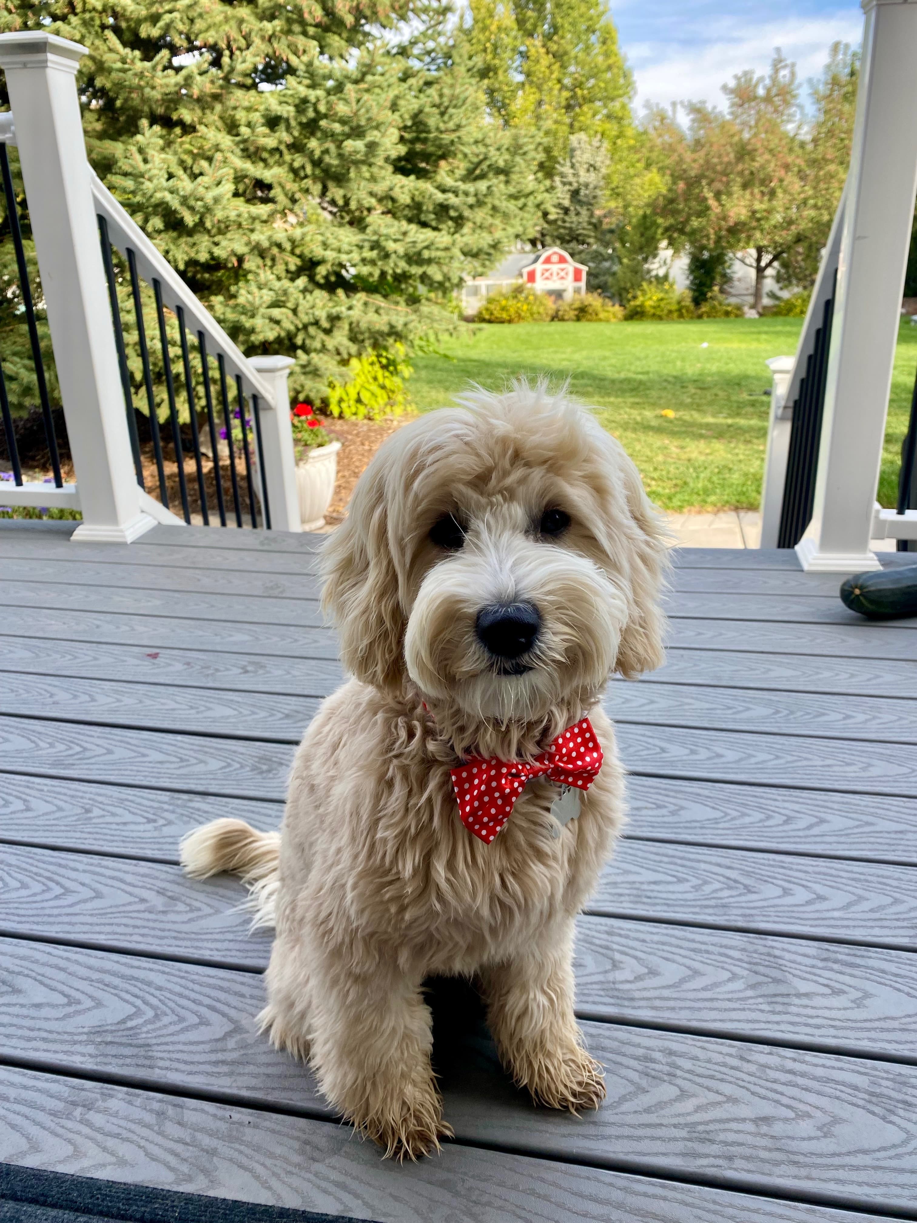 Nala, photo 1