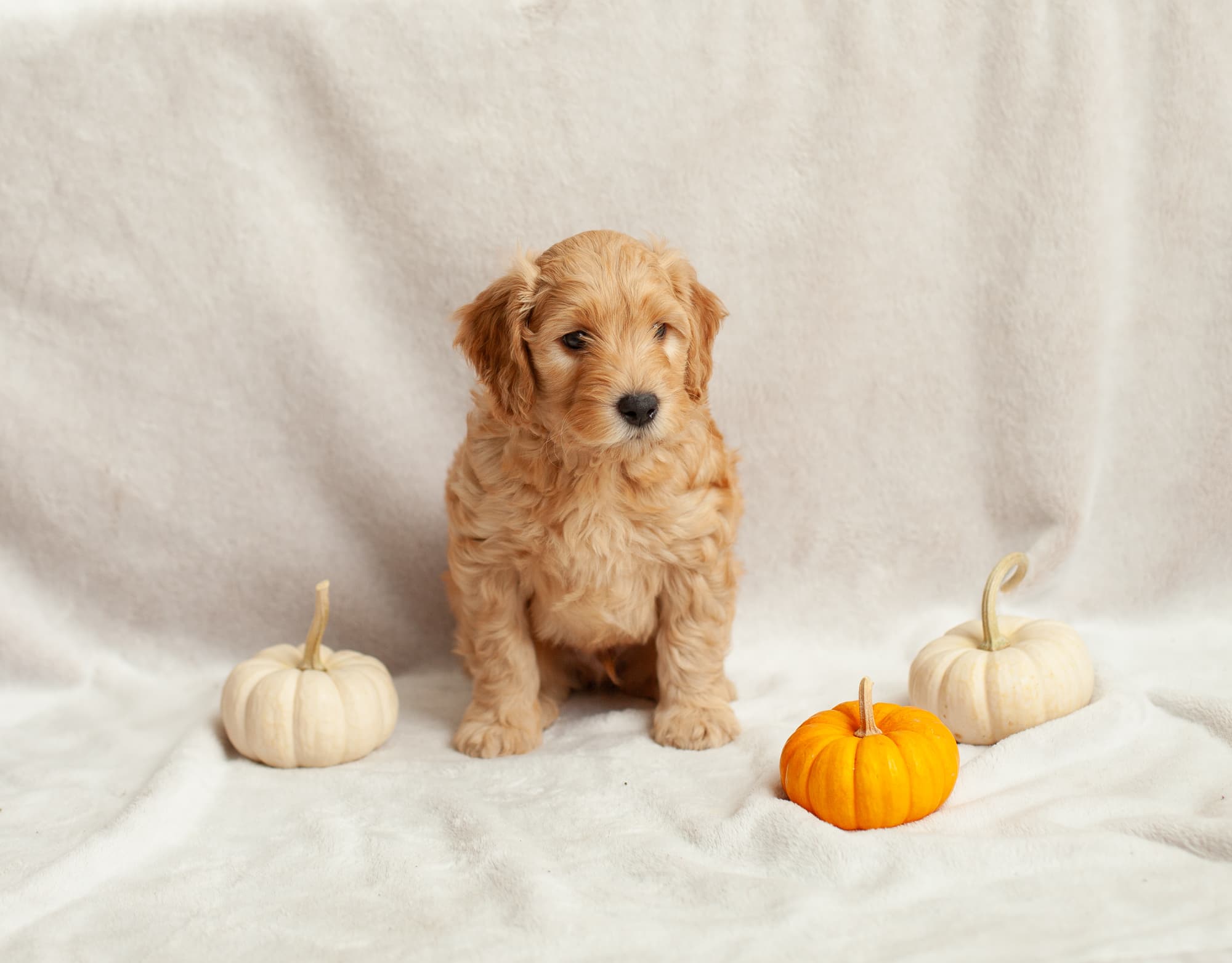 Reeses puppy portrait