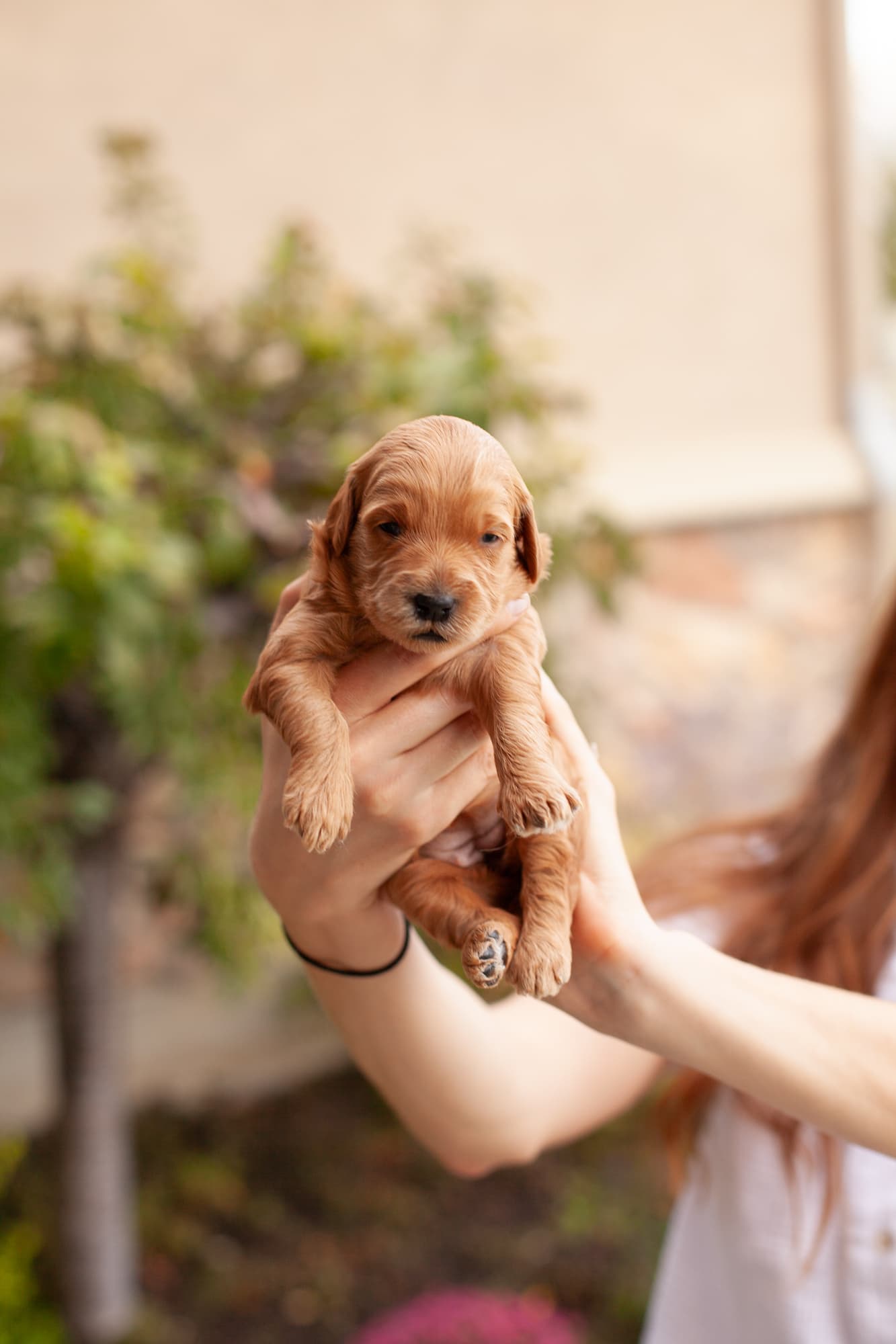 Reeses being held
