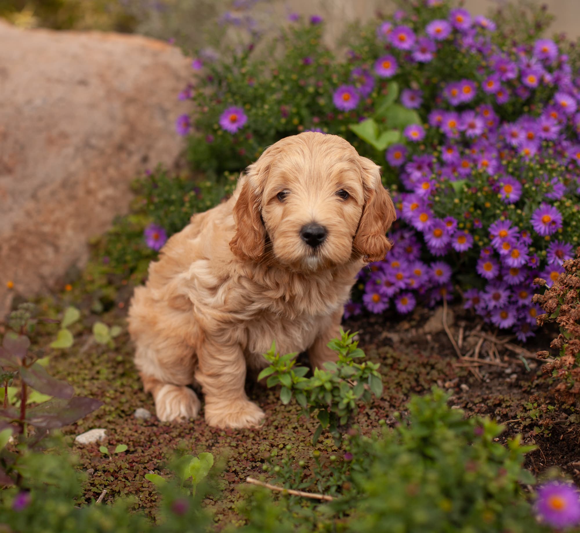 Snickers sitting next to flowers