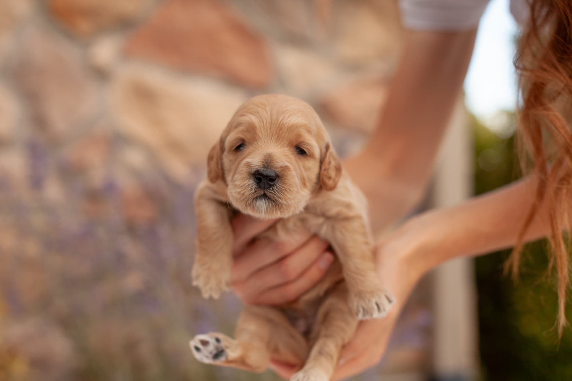Snickers being held