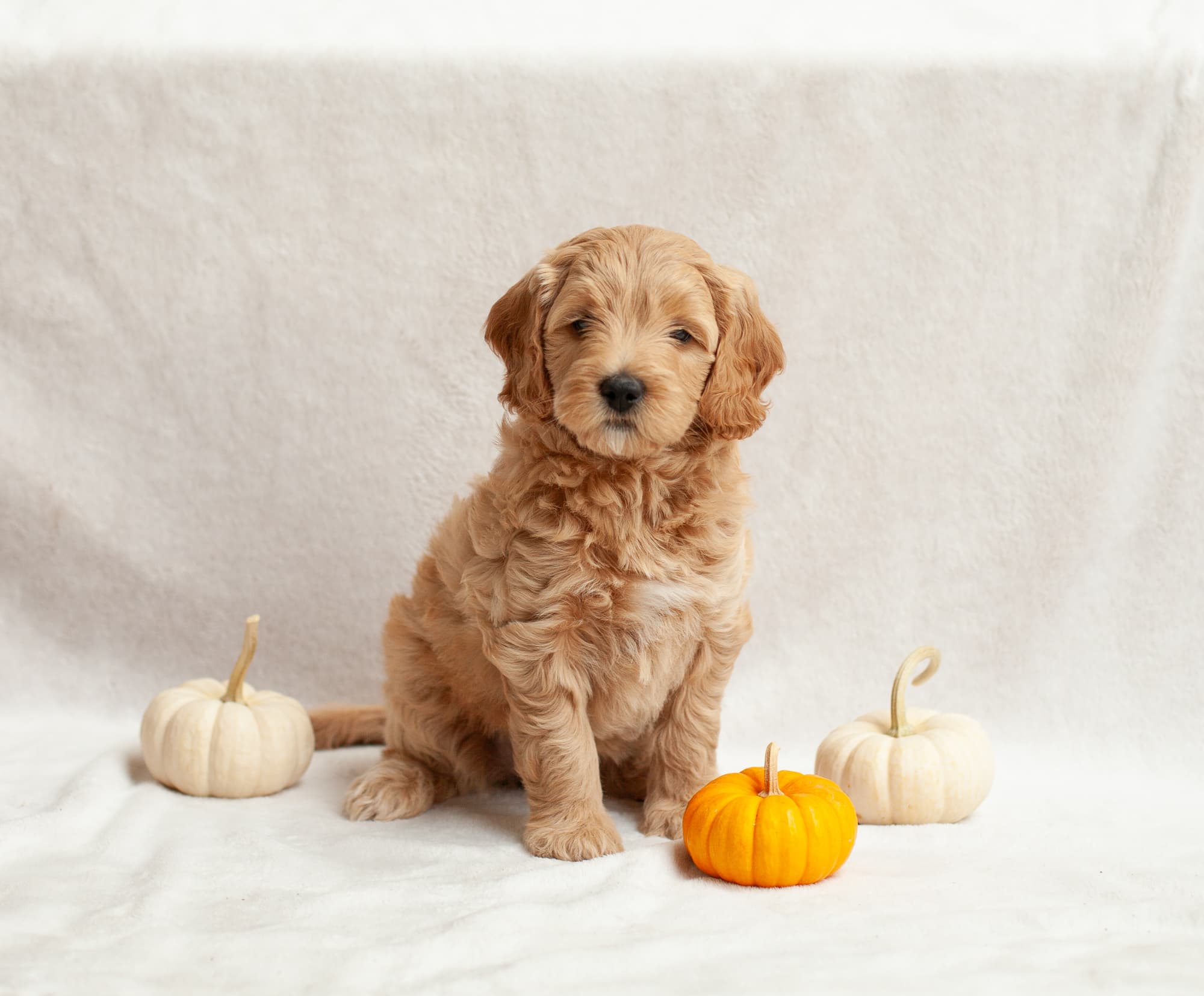 Snickers sitting next to pumpkins