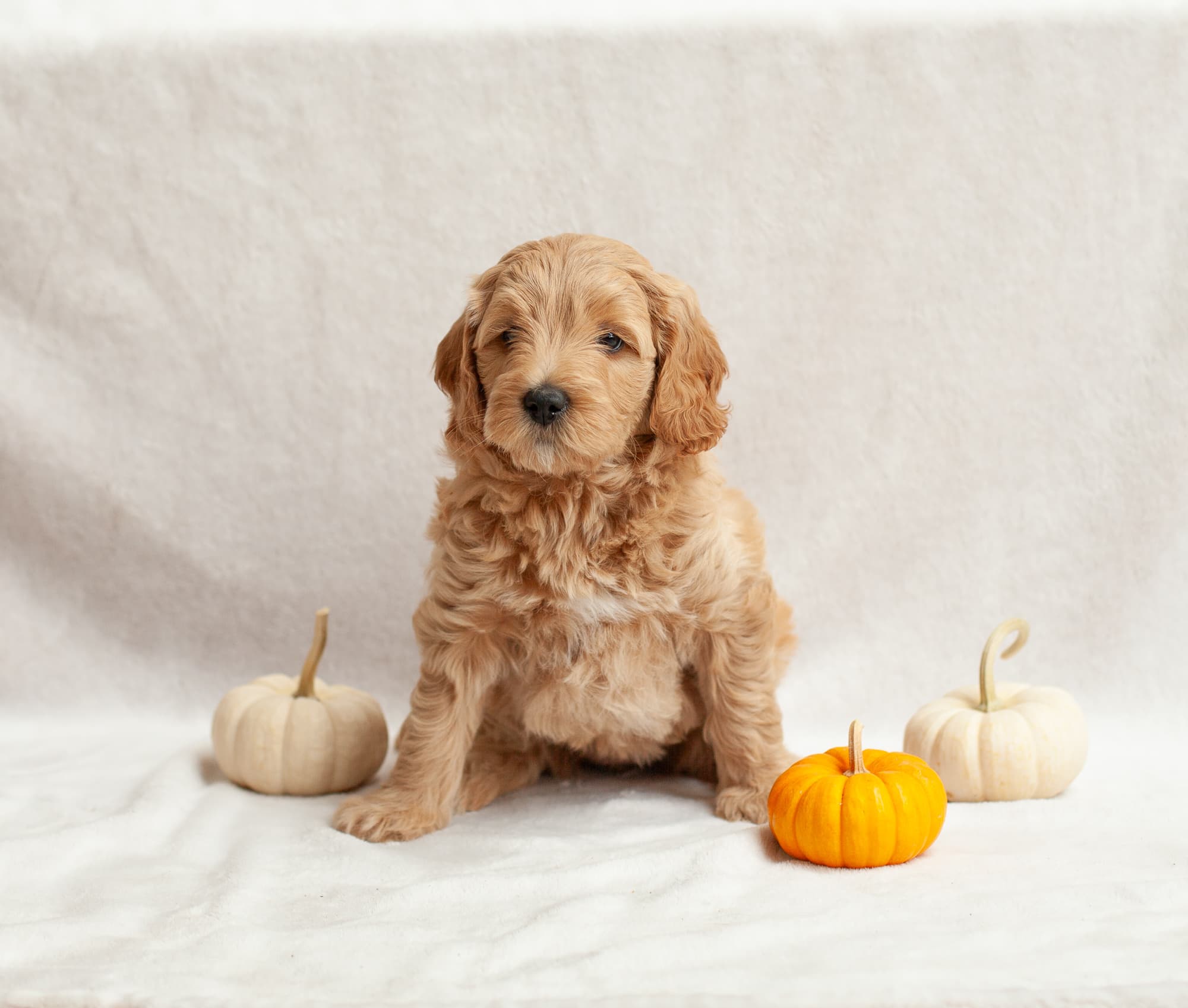 Snickers puppy portrait