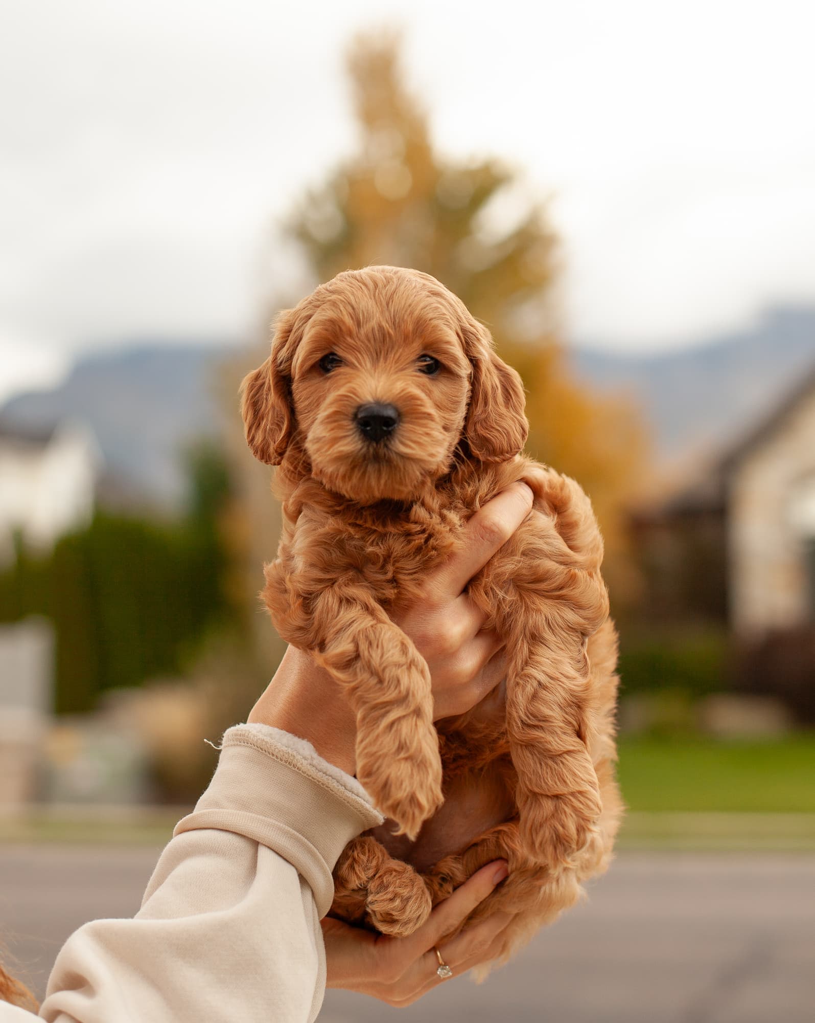 Tootsie being held up