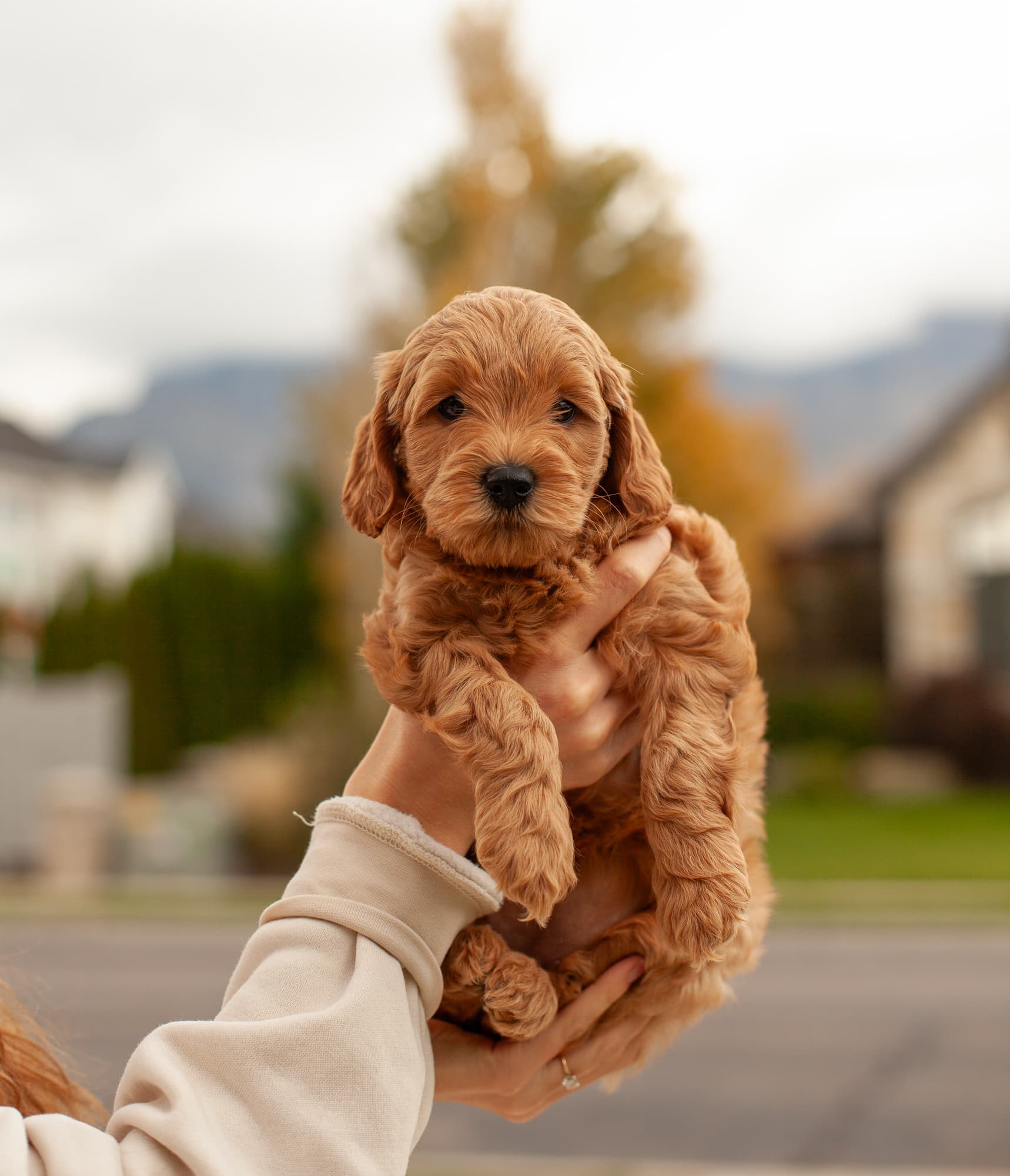Tootsie being held up