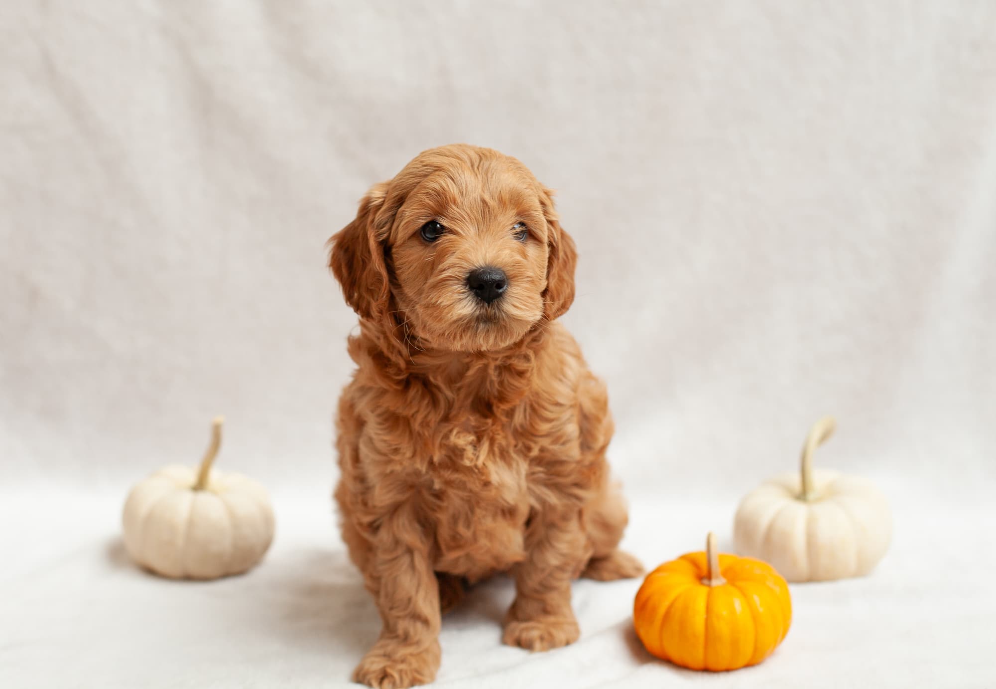 Tootsie sitting next to pumpkins