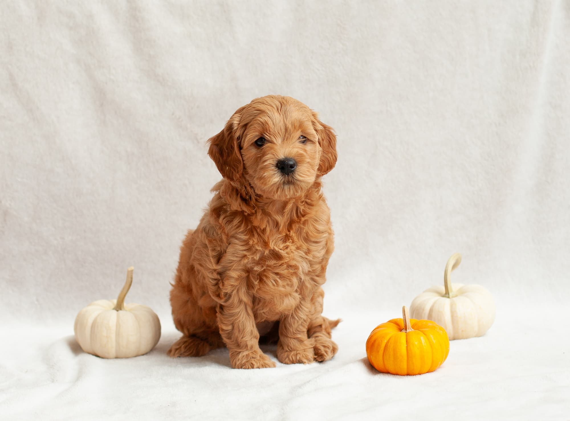 Tootsie puppy portrait