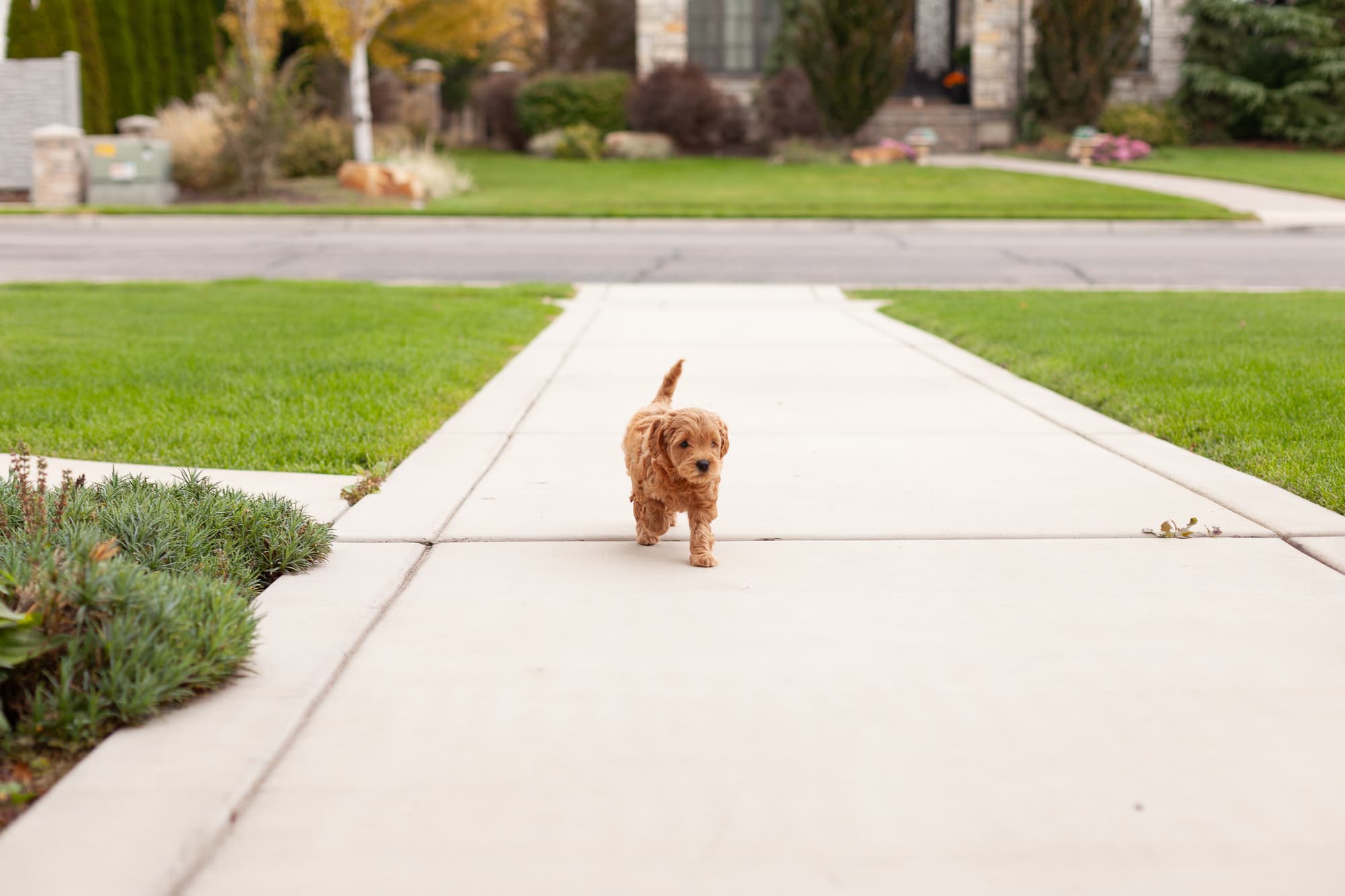 Tootsie running on the sidewalk